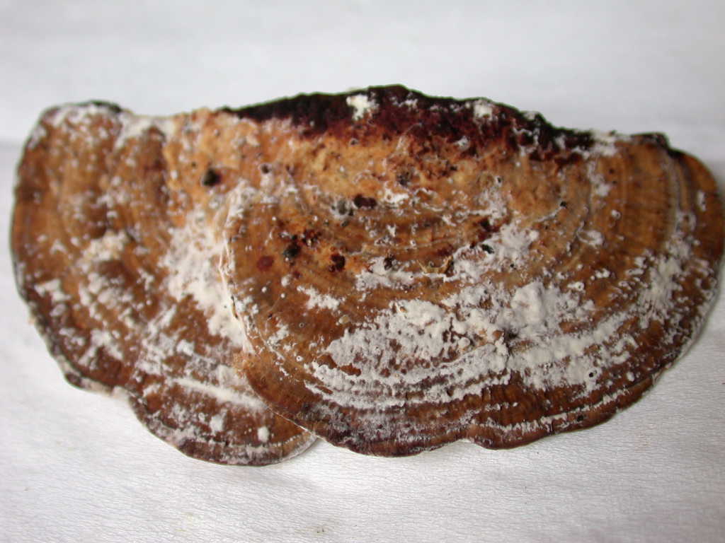 Aphyllophorales .....QUIZ !!!!